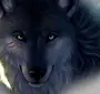 Взгляд Волка
