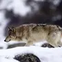 Волк и заяц