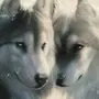 Верность и любовь волка картинки