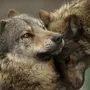 Верность и любовь волка картинки