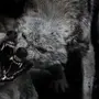 Бешеный Волк