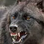 Бешеный волк