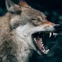 Бешеный Волк