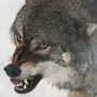 Бешеный волк