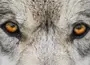 Глаза волка крупным планом