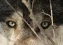 Глаза волка крупным планом