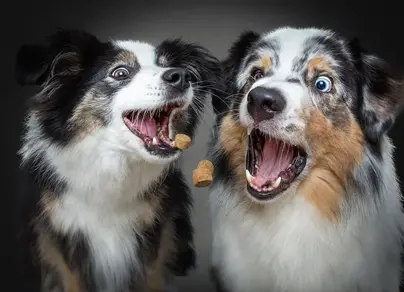 Смешные фотки про собак