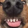 Смешные Фотки Про Собак