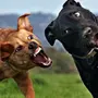 Смешные Фотки Про Собак