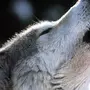Волчица на аватарку
