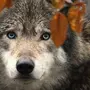 Волчица На Аватарку