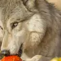 Добрый волк