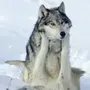 Добрый Волк