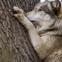 Лапа волка