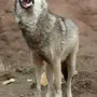 Лапа волка