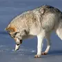Лапа Волка