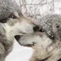 Волки Любовь Картинки