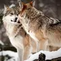 Волки любовь картинки