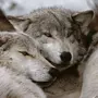 Волки любовь картинки