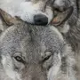 Волки Любовь Картинки