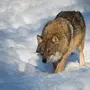 Волк Зимой