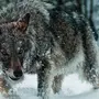 Волк Зимой