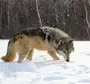 Волк зимой