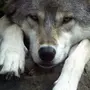 Грустный волк картинки