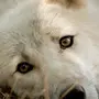 Грустный волк картинки