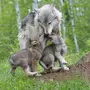 Волчица С Волчатами