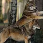 Волк И Лиса