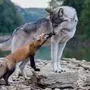 Волк И Лиса