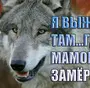 Волк с надписями