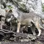 Логово Волка