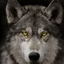 Морда волка