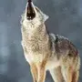 Воющий Волк