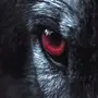 Глаза Волка