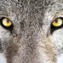 Глаза Волка