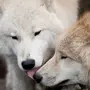 Волчицы красивые