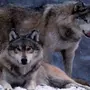 Волчицы Красивые