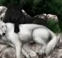 Волчицы красивые