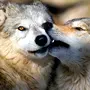 Волк И Волчица