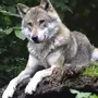 Волк Для Детей