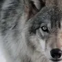 Волк Для Детей