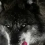 Волк для детей