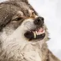 Волк для детей