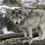 Серый волк