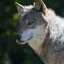 Серый волк
