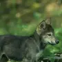 Волчонок Картинки