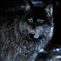 Волка в профиль